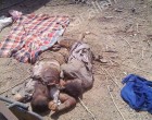 URGENT DERNIER BILAN DES MASSACRES YEMEN