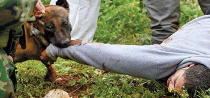 Utilisation de chiens afin d’attaquer les palestiniens!