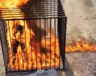 Daesh brûle 19 femmes à Mossoul