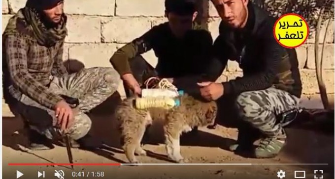 VOYEZ COMME LES SALAFISTES SONT DES TRAÎTRES : DES CHIENS PIÉGÉS POUR FAIRE DES ATTENTATS DANS LES LIEUX PUBLICS