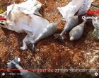 [Vidéo] | L’Armée Arabe Syrienne découvre des sacs d’aides humanitaires remplis d’explosifs provenant de Turquie !!!