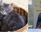 Fatwa délirante Fawzan al Fawzan: « il est haram de prendre en photo des chats… »