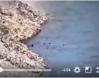 [Vidéo] | Regardez comment cet hélicoptère de l’armée de l’air irakienne extermine les rescapés de Daesh (Mossoul), qui tentent de fuir la ville à la nage..