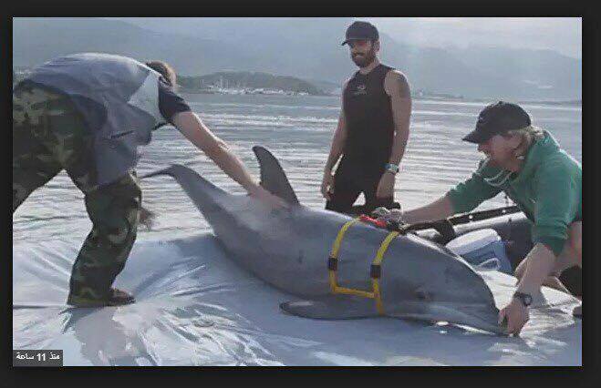 Israël a formé des dauphins contre le Hezbollah et du Hamas !!!