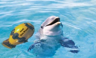 Israël a formé des dauphins contre le Hezbollah et du Hamas !!!