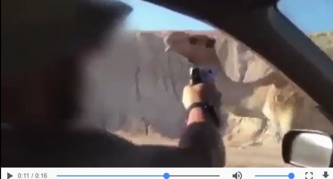 « L&rsquo;armée la plus morale du monde » heureuse de tuer…un chameau !