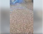 Le Hedjaz (Arabie saoudite) a été touché par des inondations éclairs dévastatrices le mois dernier, maintenant il est envahi par des millions de sauterelles