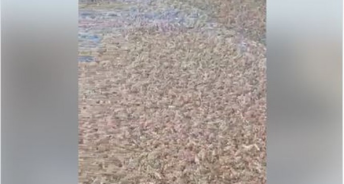 Le Hedjaz (Arabie saoudite) a été touché par des inondations éclairs dévastatrices le mois dernier, maintenant il est envahi par des millions de sauterelles