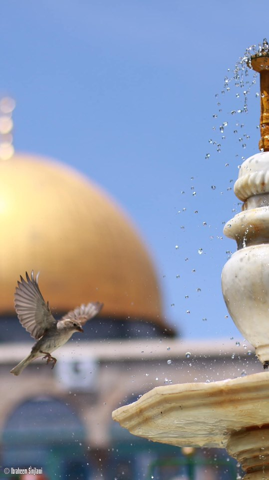 Des centaines de milliers de palestiniens ont effectué la prière du vendredi dans la mosquée Sainte d'Al Aqsa à Jérusalem occupée hier, malgré les restrictions des forces israéliennes.2