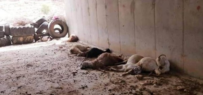 En raison de pesticides toxiques pulvérisés par des colons israéliens extrémistes, des agriculteurs Palestiniens de la vallée du Jourdain, à l’est de la Cisjordanie occupée, ont signalé la mort de plus de 60 moutons aujourd’hui.