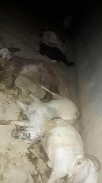 de plus de 60 moutons aujourd'hui1