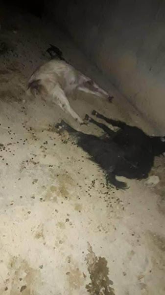 de plus de 60 moutons aujourd'hui2