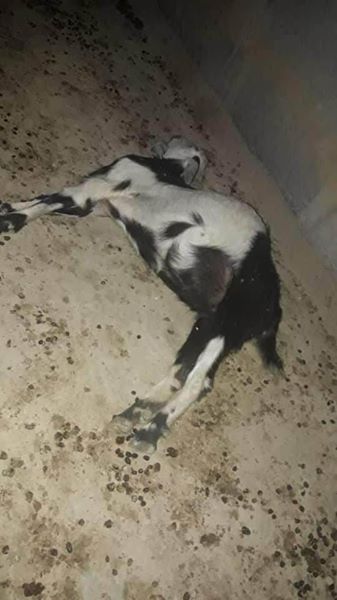 de plus de 60 moutons aujourd'hui3