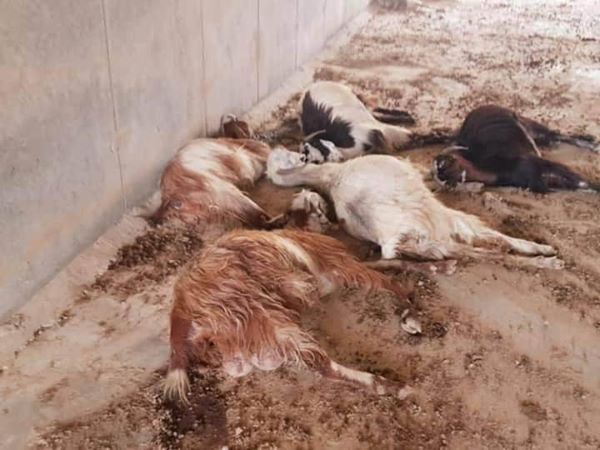 de plus de 60 moutons aujourd'hui4