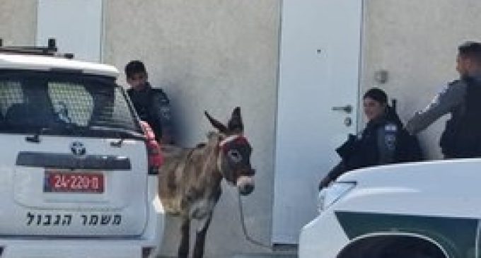 Arrestation spectaculaire des forces de sécurités israéliennes : un âne !